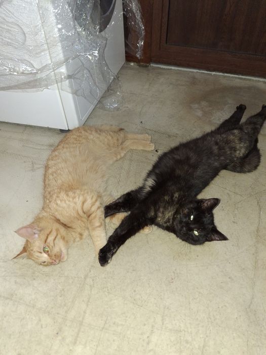 Подарявам две котки женски на 5 месеца.