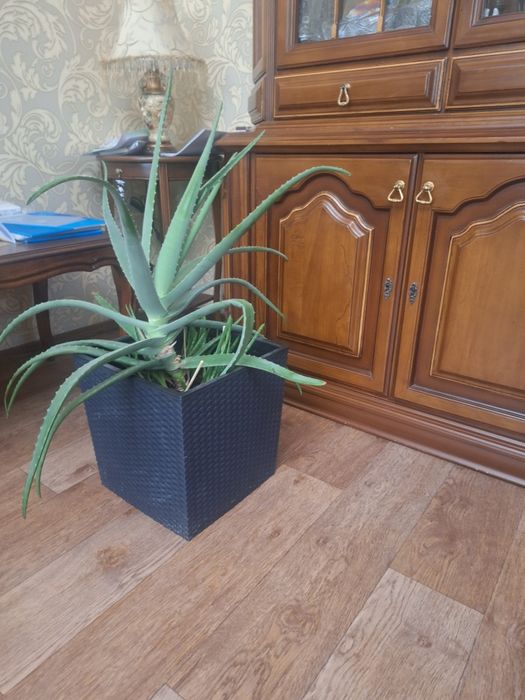 Алое вера в горшке