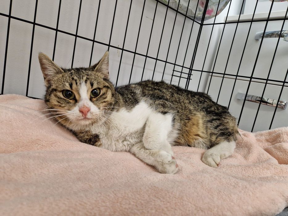 Pisicuță blândă de 8 luni salvată din frig caută familie iubitoare