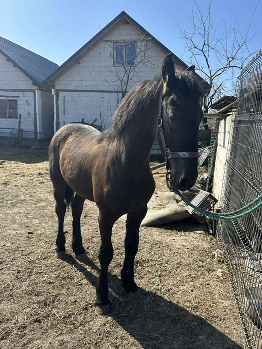 Vand Manza Frizian !!