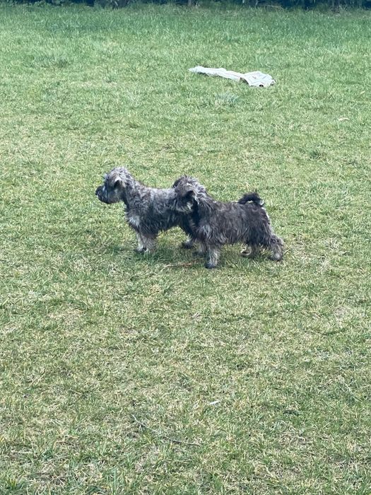 Мини Шнауцер ,Цверг Шнауцер