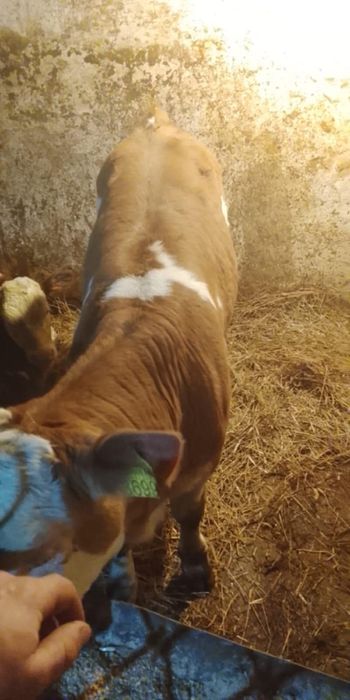 Vacă cu vițel sau separat