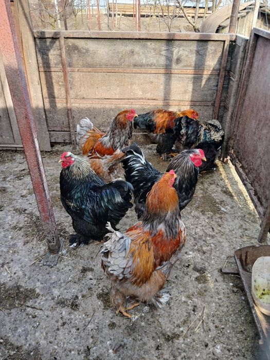 Schimb cocoși, cu rațe.