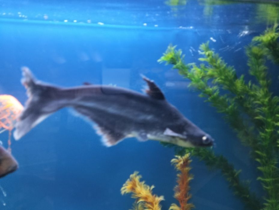 Продам пангасиуса