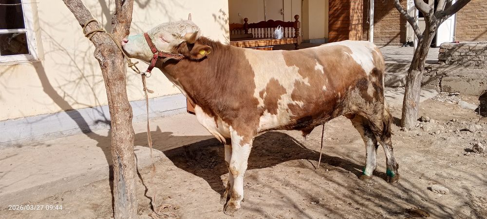 Smental hoʻkiz sotiladi