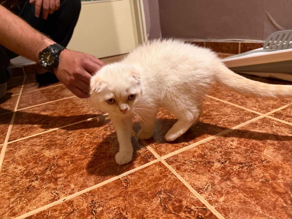 Шотландско клепоухо коте