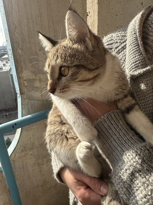 Отдам в добрые руки бесплатно котенка очень хорошая девочка