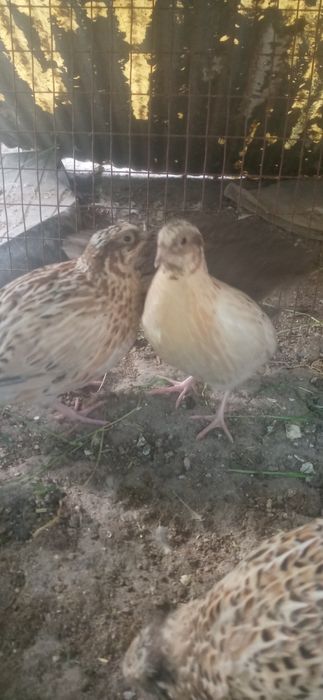 Инкубационные яйца перепёлок (бедана)