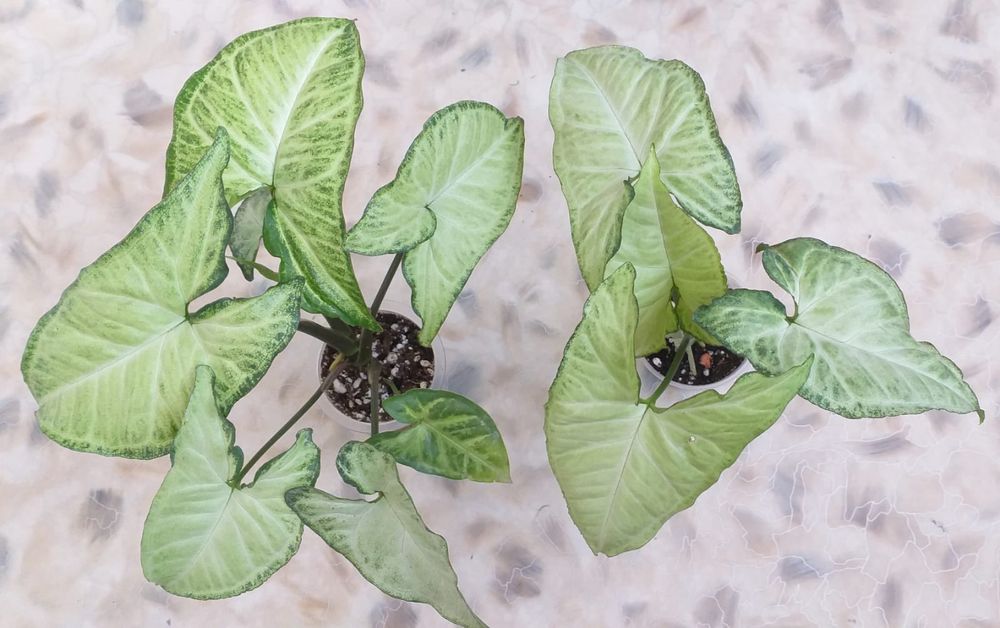 Комнатные растения