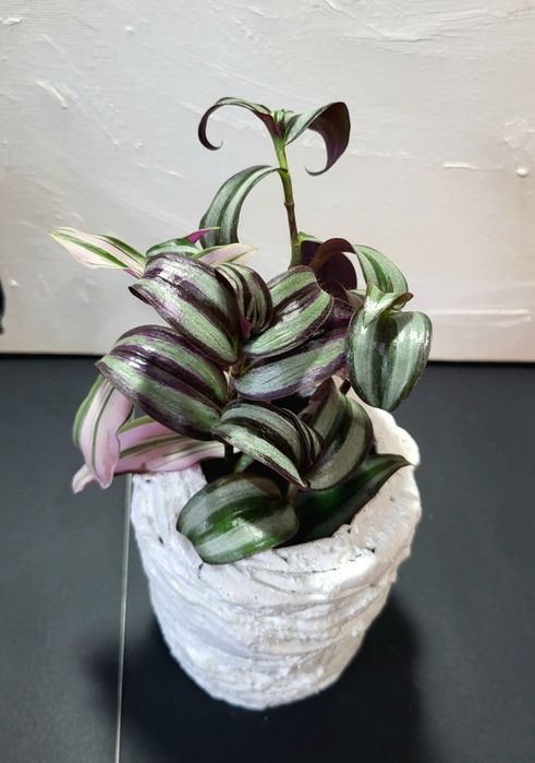 Tradescantia in ghiveci confectionat manual