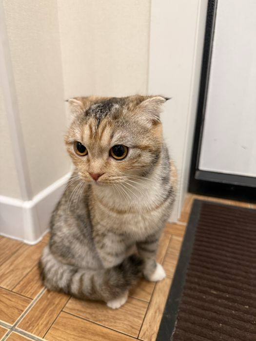 Продам кошку штланкп