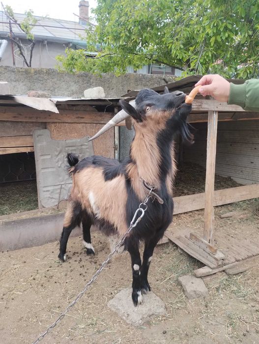 Vând țap alpin francez