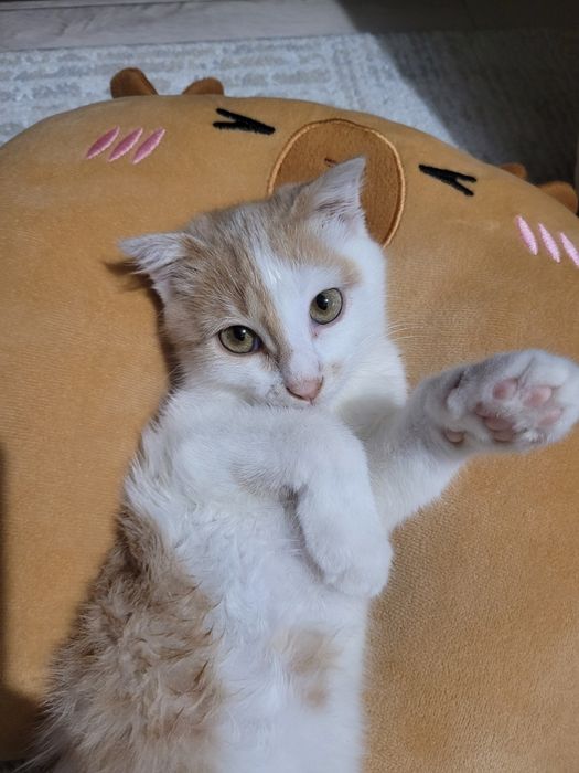 Отдам котенка в добрые руки девочка