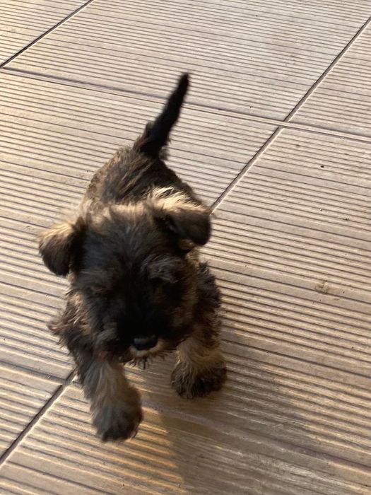 Мини Шнауцер ,Цверг Шнауцер