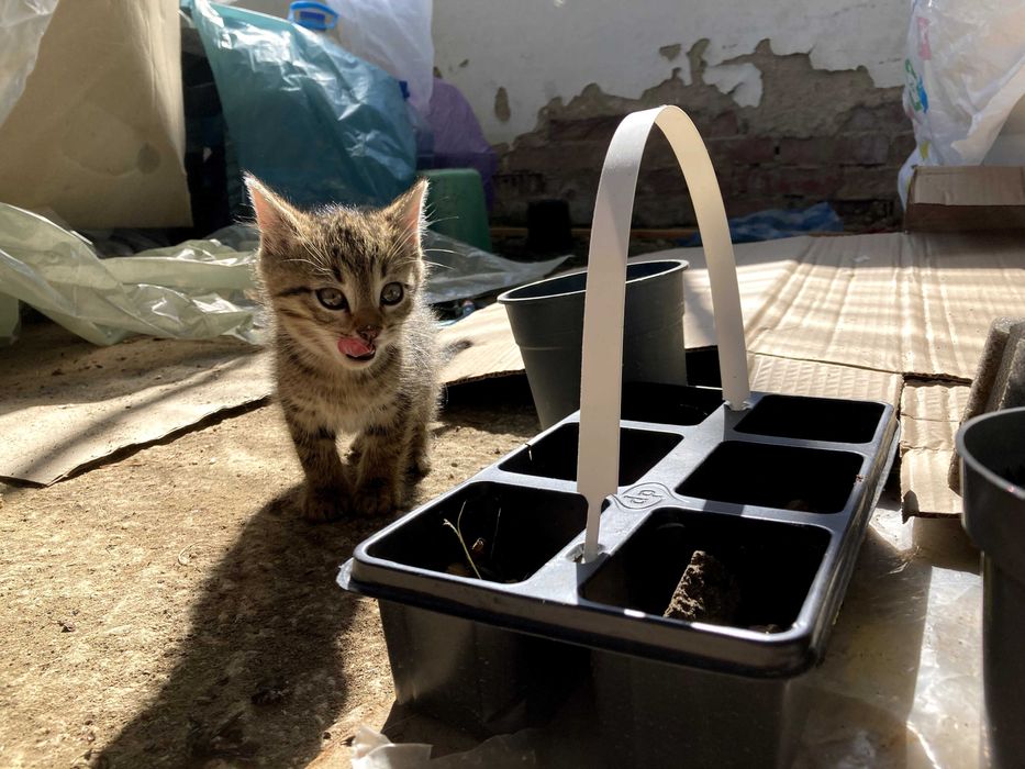 Котета за осиновяване