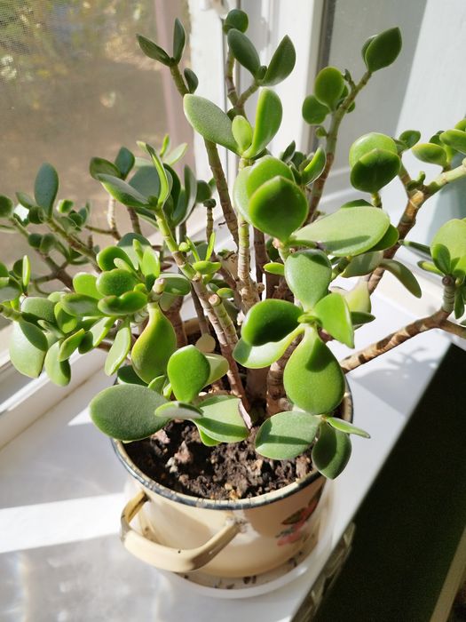 Продам комнатные цветы