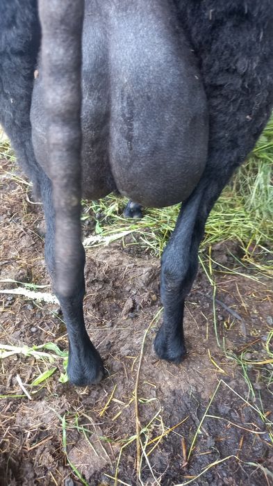 Oi Frisa germana neagra