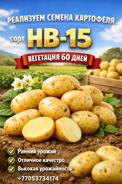 Семена картофеля. Сорт НВ 15
