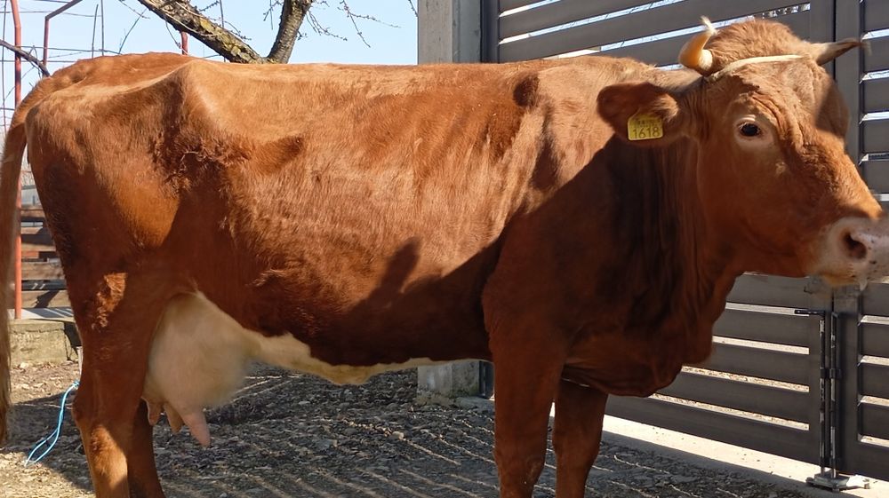 Vând vacă cu lapte