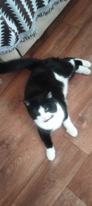 Отдам в добрые руки молодую кошечку около 9 месяцев