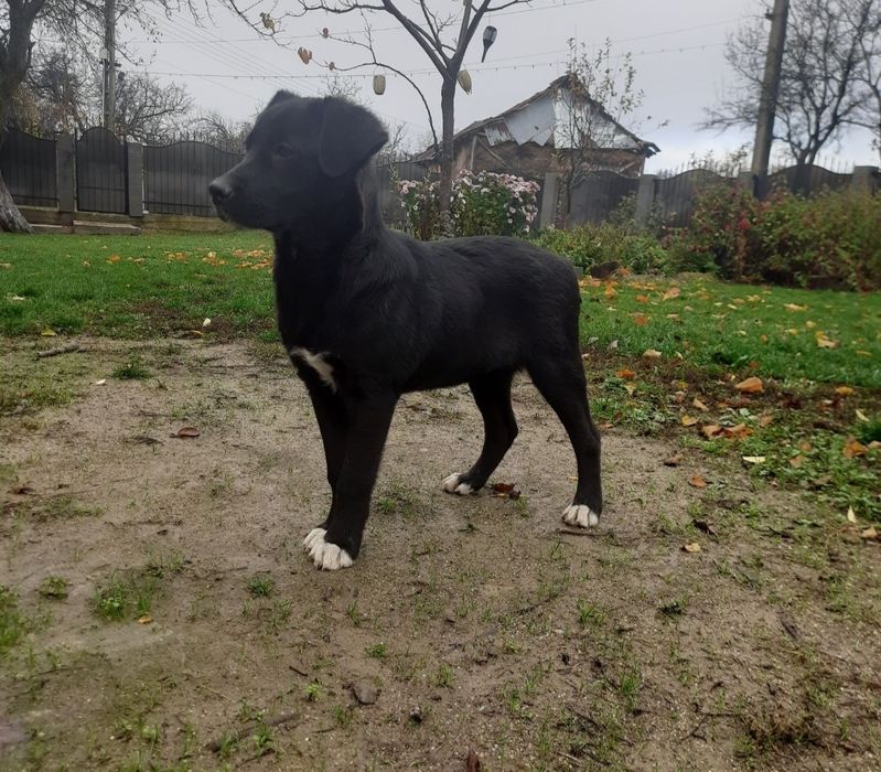 Băieței spre adopție