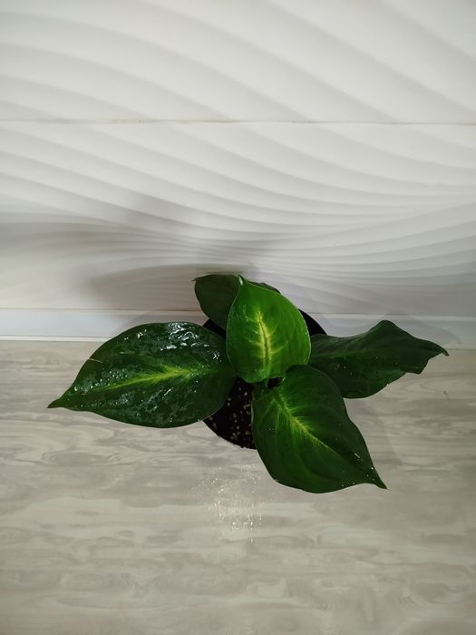 Defenbahiya Sang Chandra