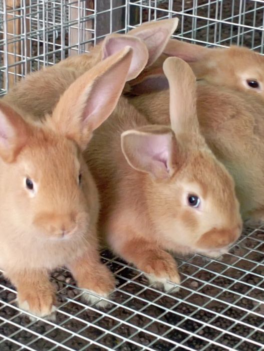 Бургундский порода