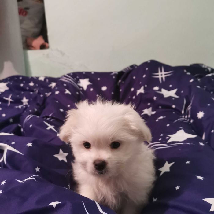 Căței Bishoni de vânzare