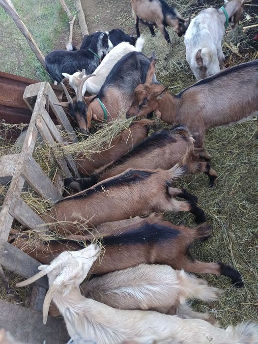 Capre, țapi și iezi de vânzare
