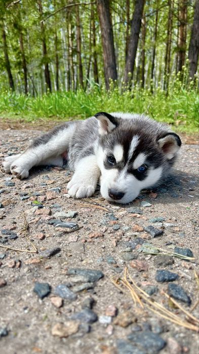 Кобель хаски для вязки