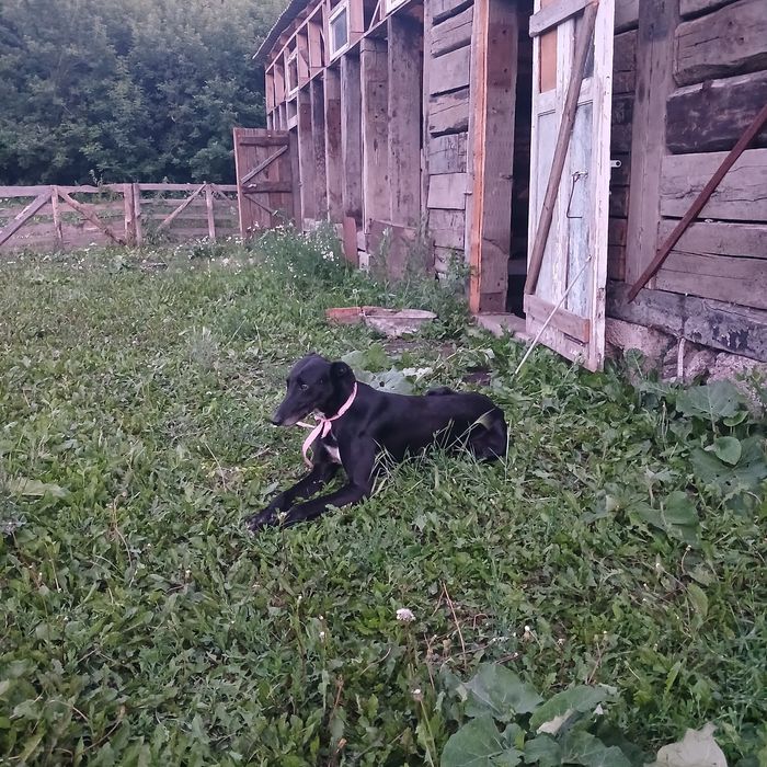 Охотничая собака