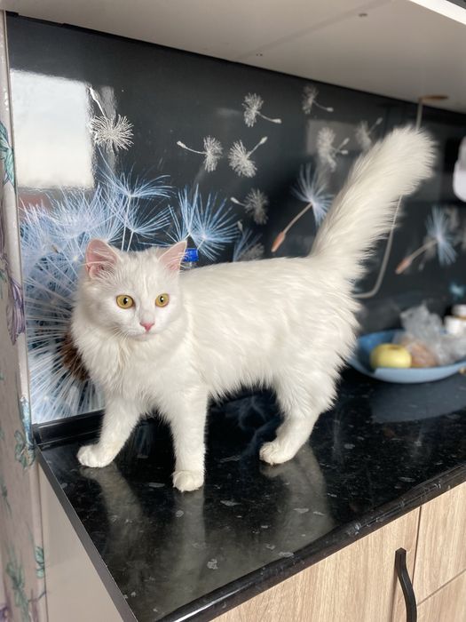 Кошечка в поисках дома