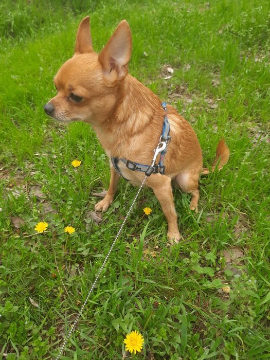 Ищем невесту для чихуахуа