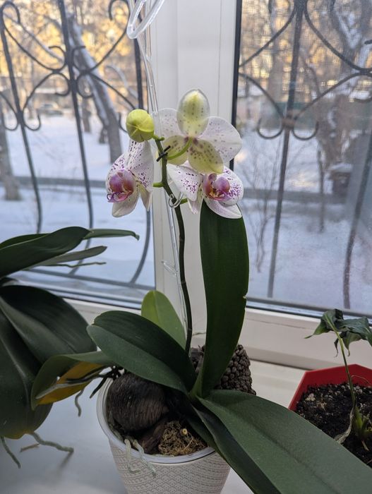 Орхидея цветуцая Гойя