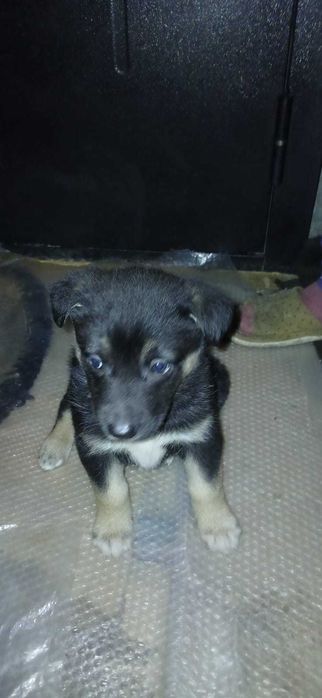 Отдам бесплатно щенят авчарки