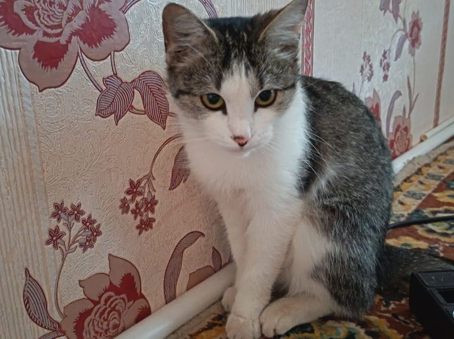Кошка ищет любящую семью
