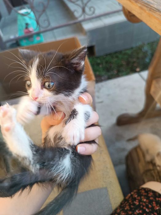 Отдадим котят в добрые руки. Тараз