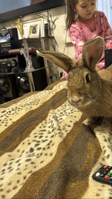 Продам красивого милого кролика