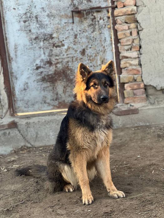 Kuchuk sotiladi kelishilgan narxda