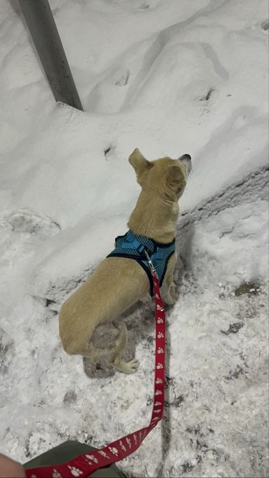 Булочка ищею любящую семью