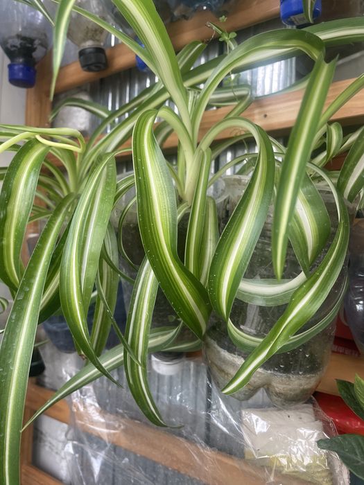 Цветы комнатные в подарок