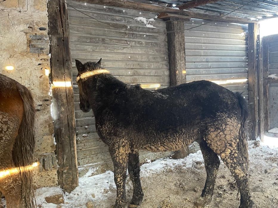 Лошади, жылқы, тай сатылады