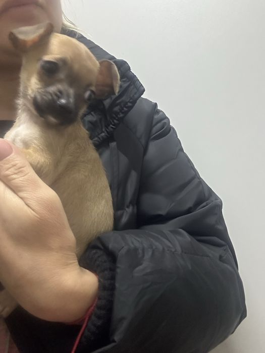 Чудо мальчик чихуахуа