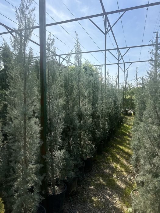 Итальянский кипарис аризонский Italiyanskiy kiparis arizonskiy