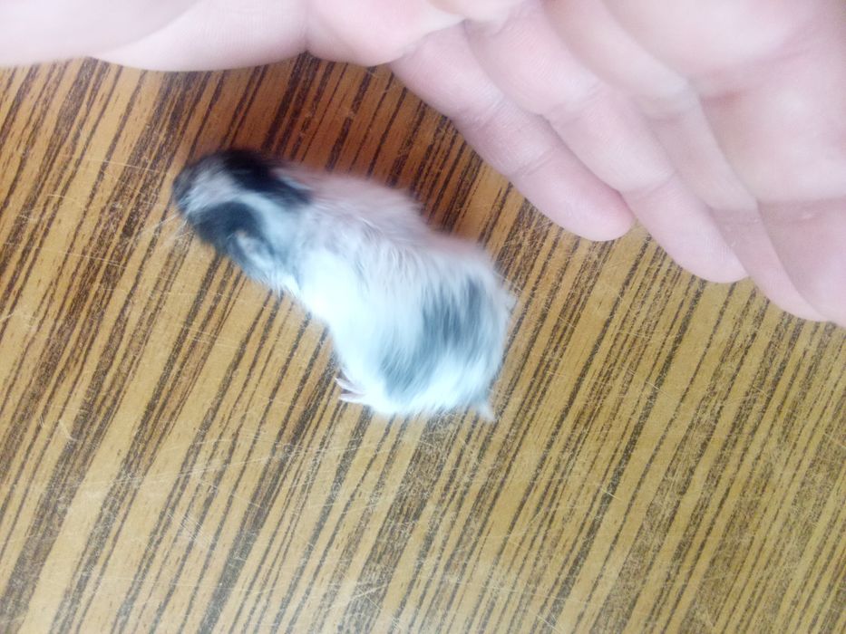 Хомячки детеныши самостоятельные.