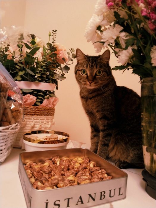 Срочно отдам кота Гуччи