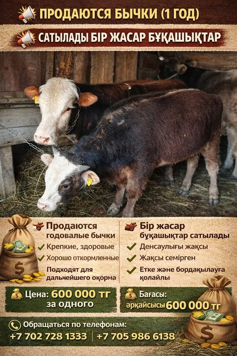 Продам бычков годовалые цена указана за одного