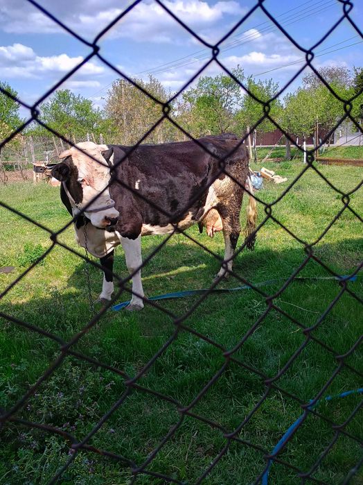Vând vaca Holstein de 7 ani
