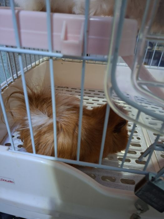 Морские свинки .С клеткой