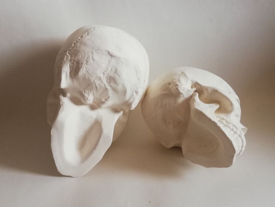 Череп. Черепа. Черепушки.